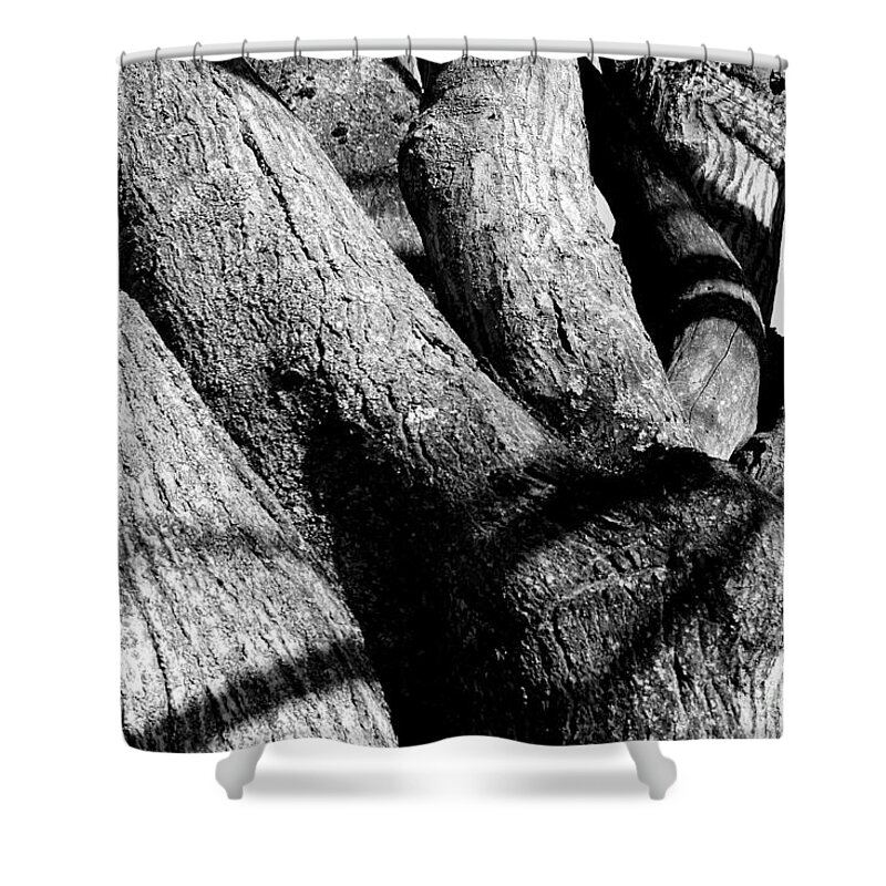 Tree Structure Shower Curtain featuring the photograph Structure by Steven Macanka