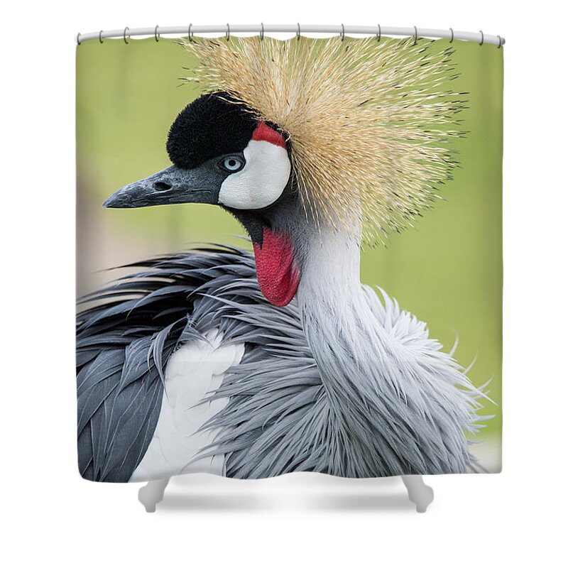 Cincinnati Zoo Bird Crown Crowned Crane Pretty Shower Curtain featuring the photograph Strutting my Stuff by Ed Taylor