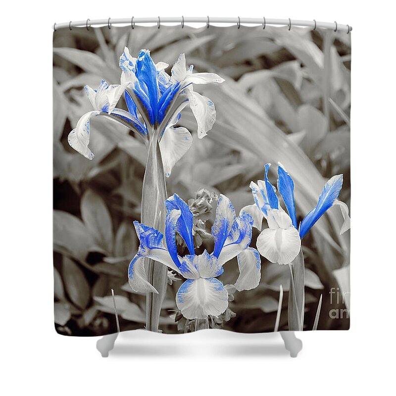 Blue Irises Shower Curtain featuring the photograph Study in Blue. Three. by Elena Perelman