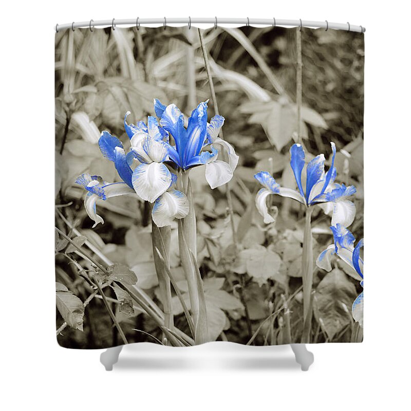 Irises In Blue Shower Curtain featuring the photograph Study in Blue. Two. by Elena Perelman