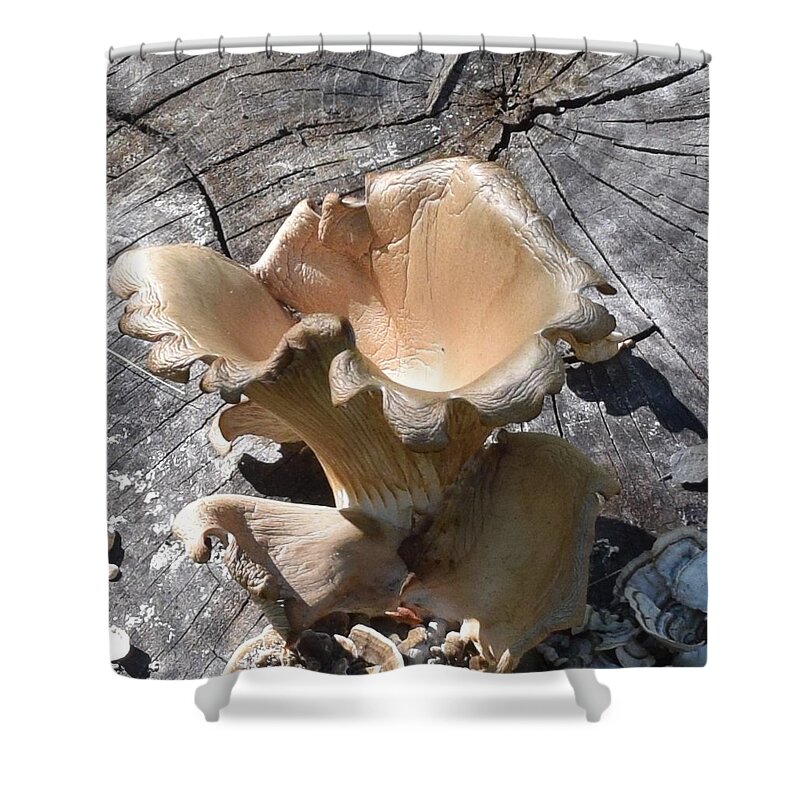 Mushroom Shower Curtain featuring the photograph Stump Mushroom I by R Allen Swezey