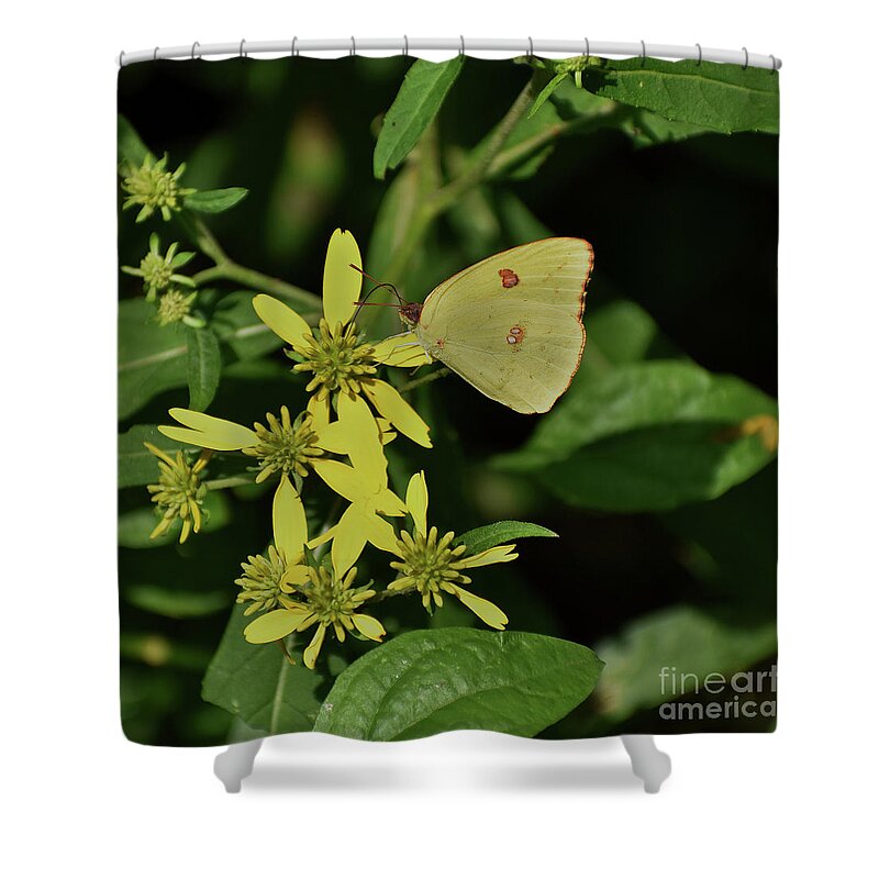 Animals Shower Curtain featuring the photograph Sulphur On Yellow by Skip Willits