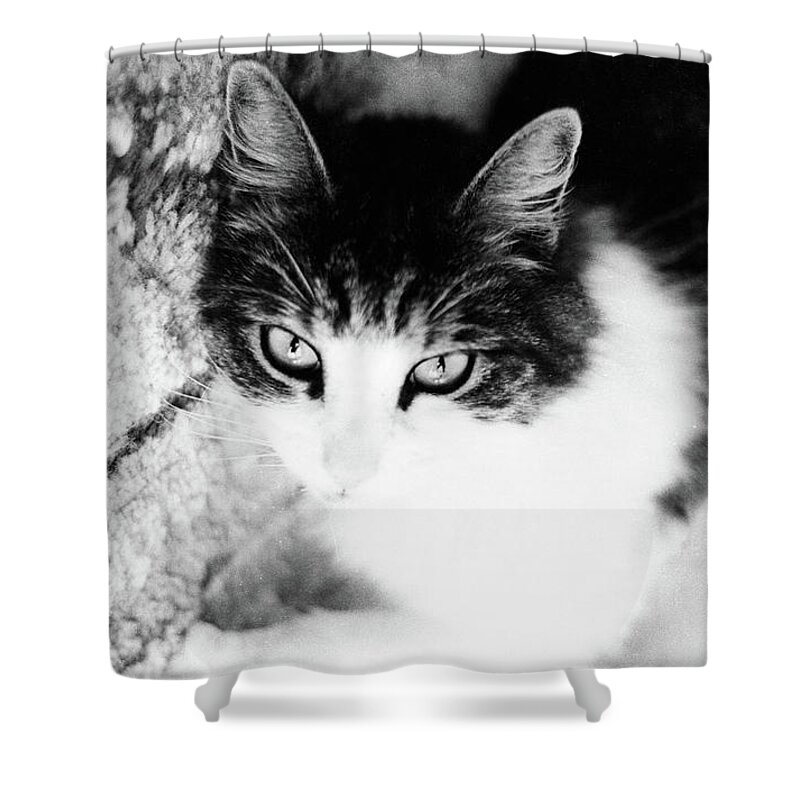 Cat Shower Curtain featuring the photograph Sultry Feline by Geoff Jewett