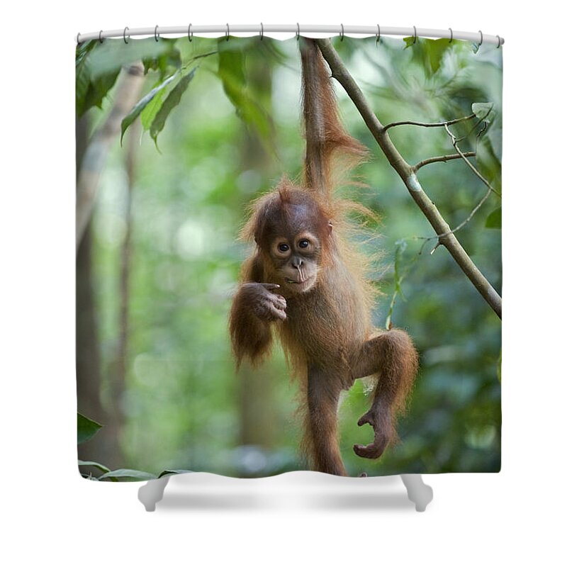 Mp Shower Curtain featuring the photograph Sumatran Orangutan Pongo Abelii One by Suzi Eszterhas