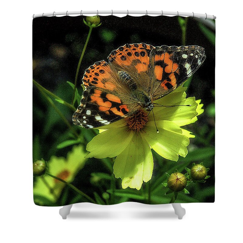 Butterfly Shower Curtain featuring the photograph Summer beauty by Bruce Carpenter