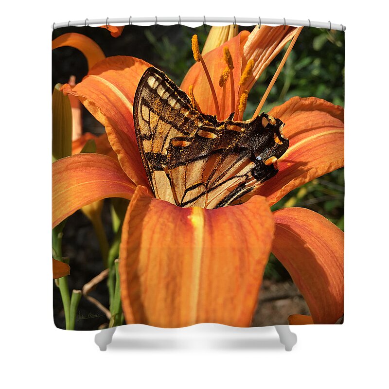 Butterfly Shower Curtain featuring the photograph Summer Beauty by Luke Moore