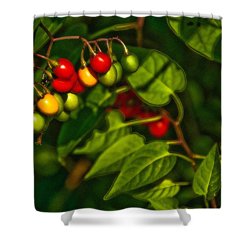 Berries Shower Curtain featuring the photograph Summer Berries by Onyonet Photo studios