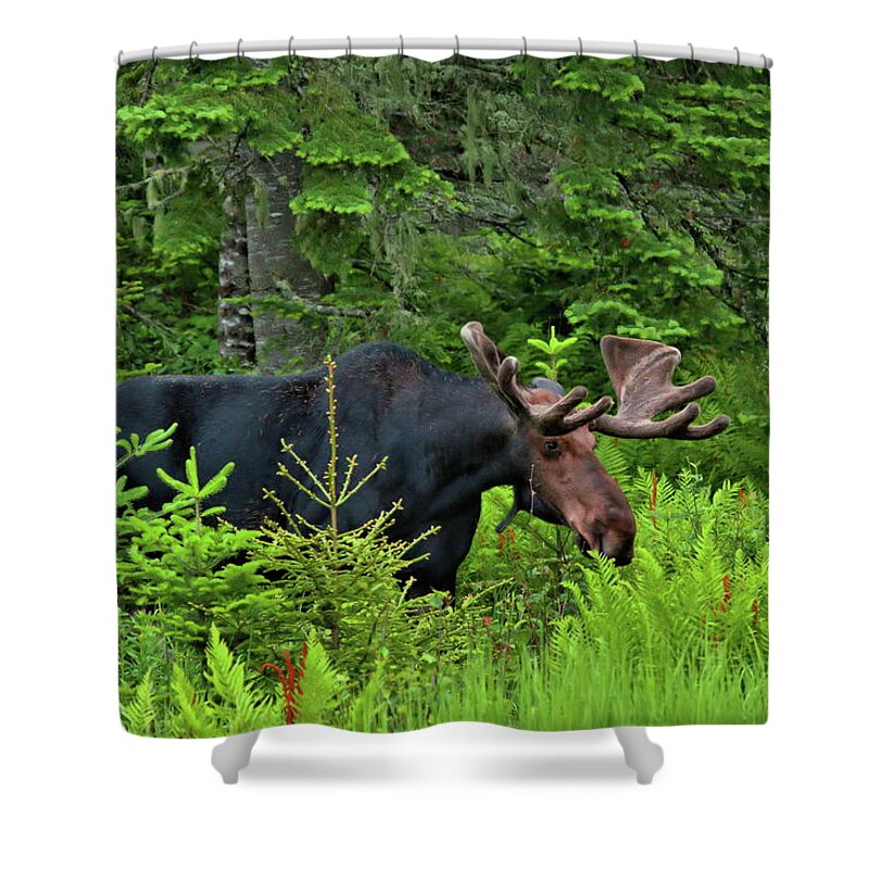 Moose Shower Curtain featuring the photograph Summer Bull by Harry Moulton
