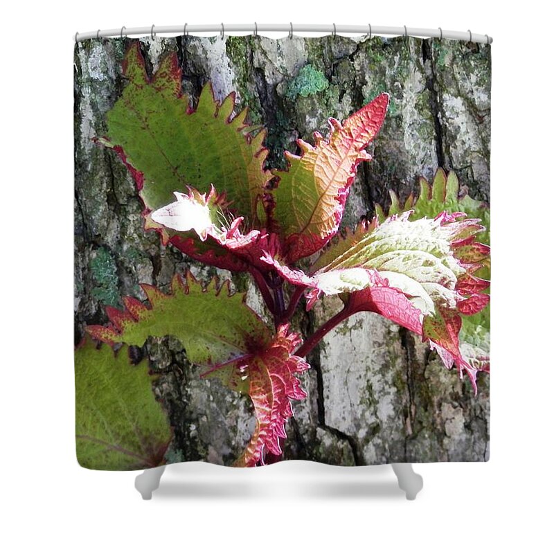 #pecan #tree #background #beautiful #maroon #green #coleus Shower Curtain featuring the photograph Summer Coleus Color by Belinda Lee