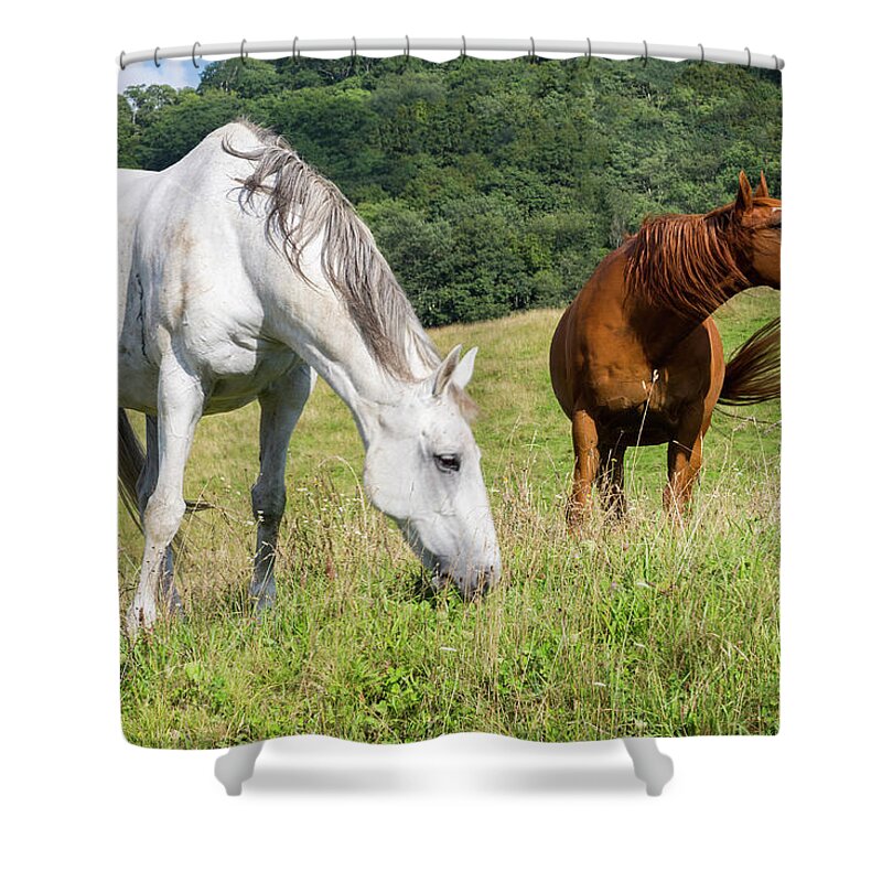 Horses Shower Curtain featuring the photograph Summer Evening For Horses by D K Wall