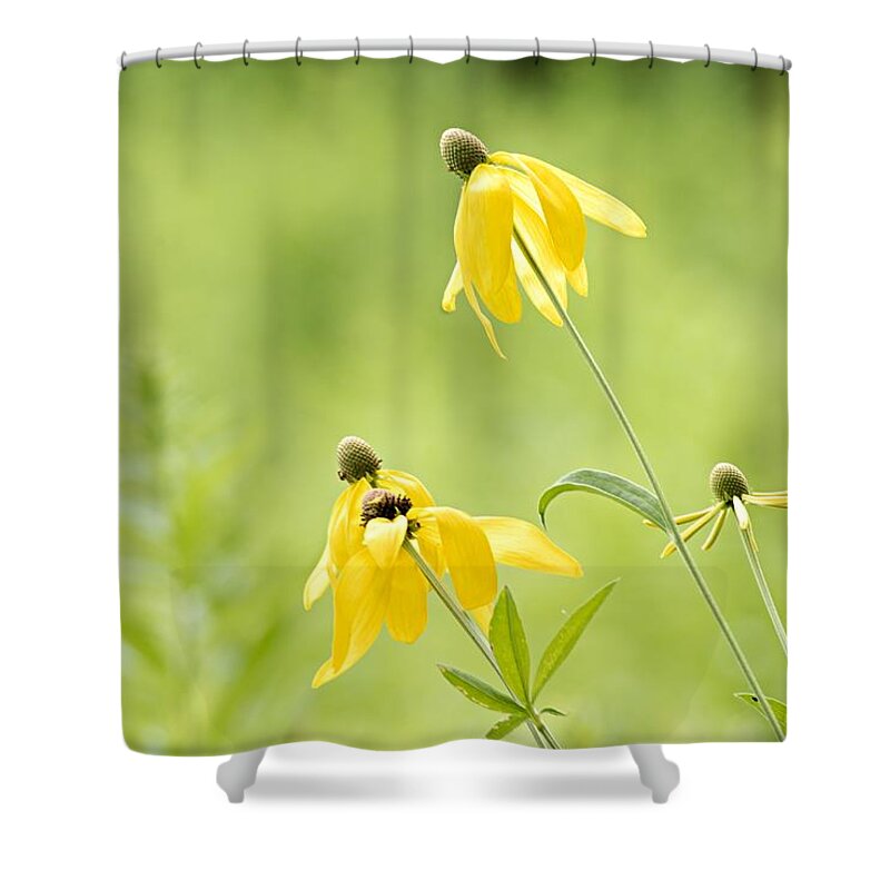 Yellow Mexican Hat Shower Curtain featuring the photograph Summer Flowers by Larry Ricker