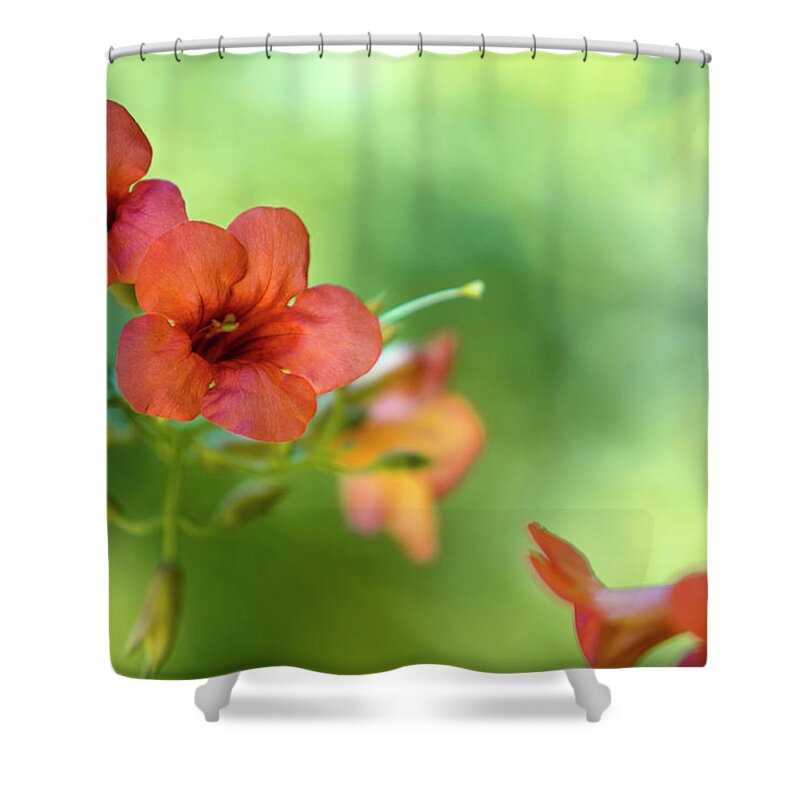 Flower Shower Curtain featuring the photograph Summer Flowers by Nailia Schwarz