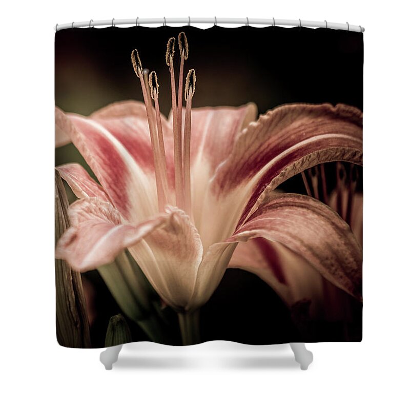 Lily Shower Curtain featuring the photograph Summer Lily by Allin Sorenson