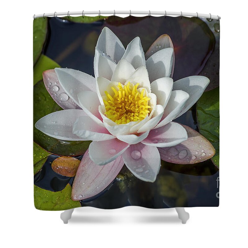 Water Shower Curtain featuring the photograph Summer Lily by Ian Mitchell