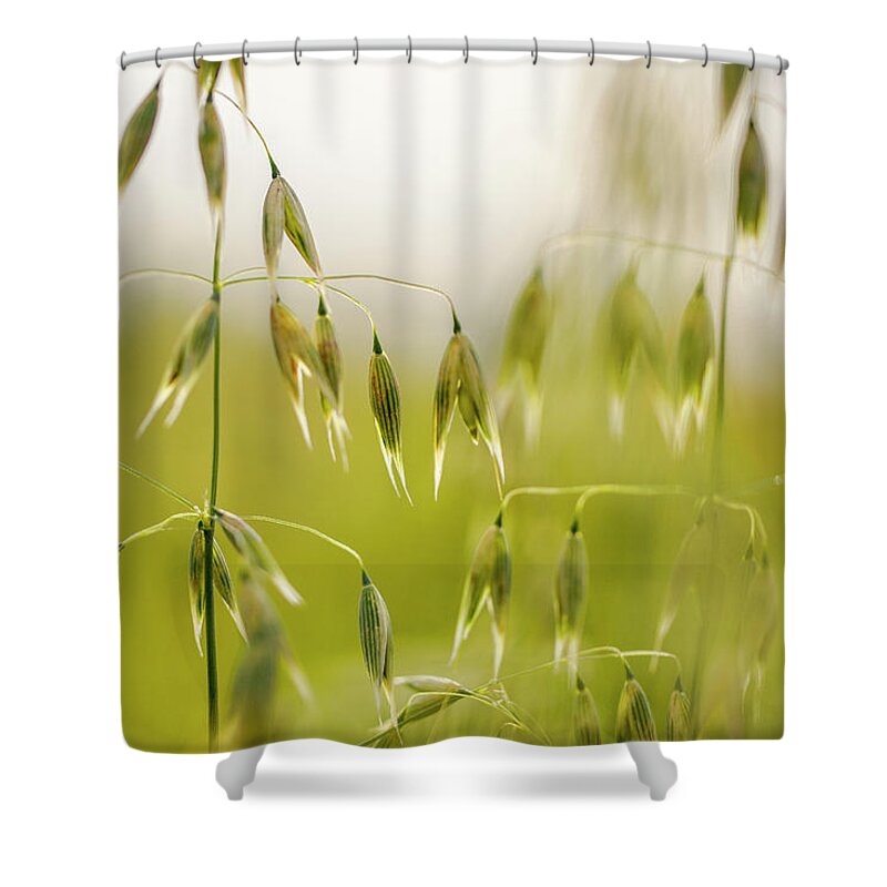 Oat Shower Curtain featuring the photograph Summer Oat by Nailia Schwarz