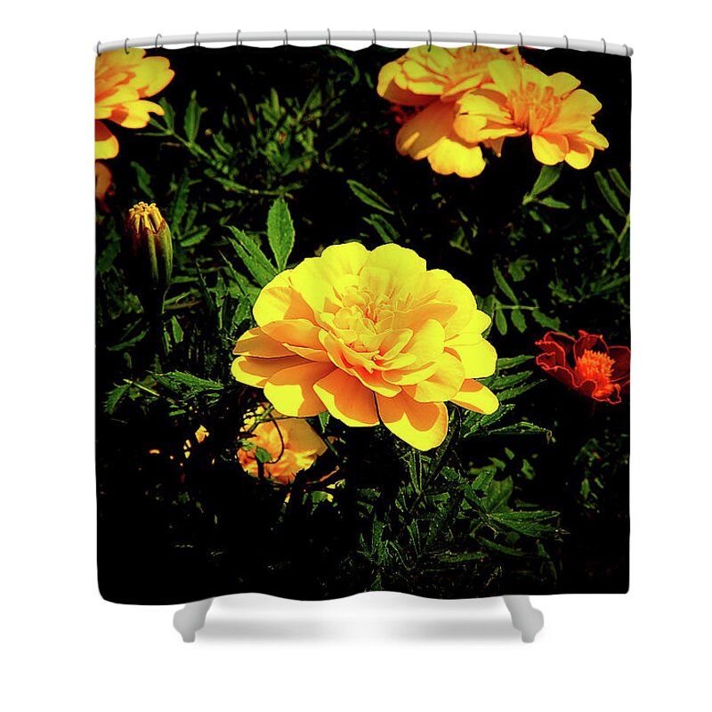 Marigold Shower Curtain featuring the photograph Summer Smiles by Milena Ilieva