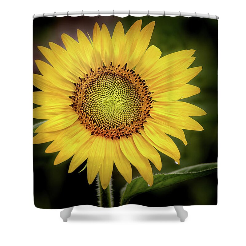 Flower Shower Curtain featuring the photograph Summer Sunflower by Don Johnson
