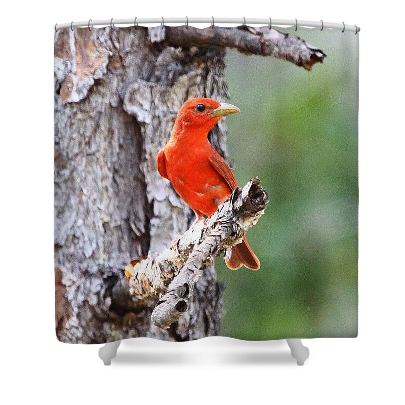 Summer Tanager Shower Curtain featuring the photograph Summer Tanager by Barbara Bowen