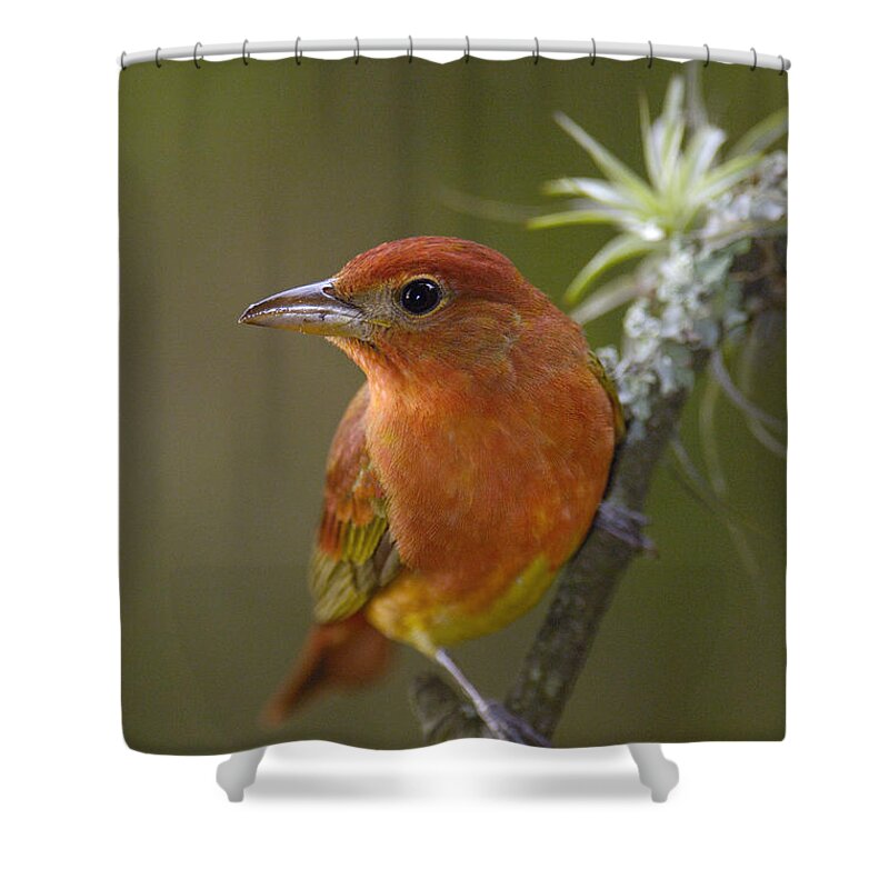 Mp Shower Curtain featuring the photograph Summer Tanager Piranga Rubra Male by Pete Oxford