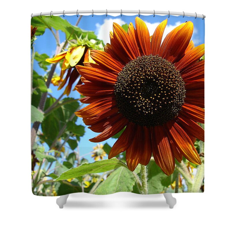 Sunflower Shower Curtain featuring the photograph Summers here by Susan Baker