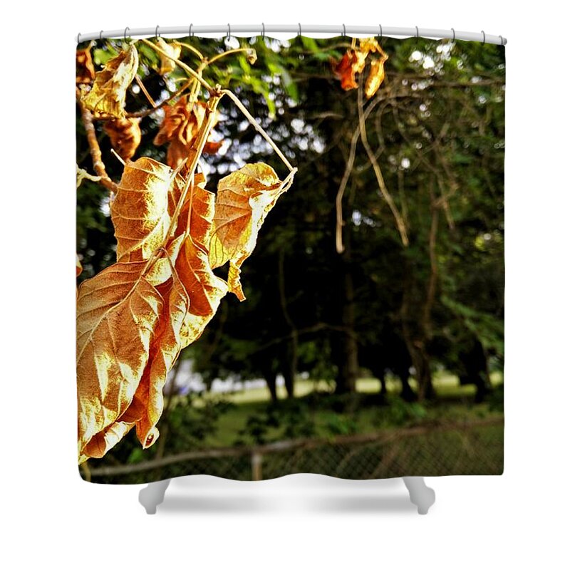Summer Shower Curtain featuring the photograph Summer's Toll by Robert Knight