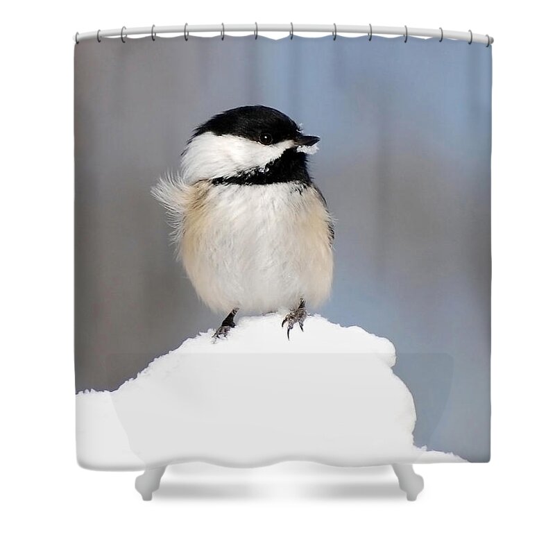 Chickadee Shower Curtain featuring the photograph Summit Black Capped Chickadee by Christina Rollo