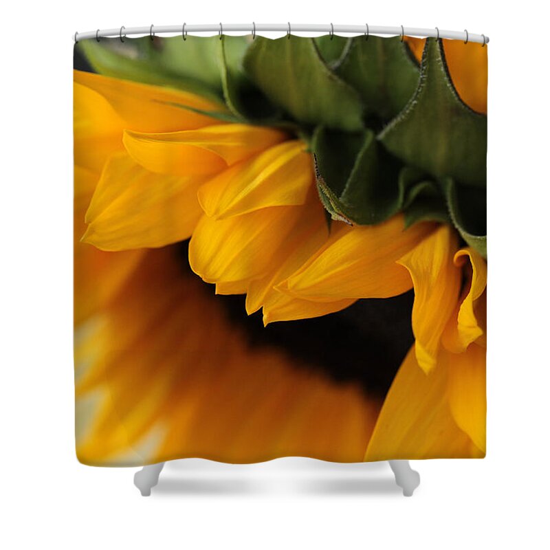 Connie Handscomb Shower Curtain featuring the photograph Sun Dozing by Connie Handscomb