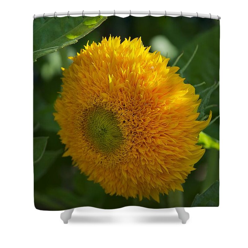 Flower Shower Curtain featuring the photograph Sun by Joseph Yarbrough