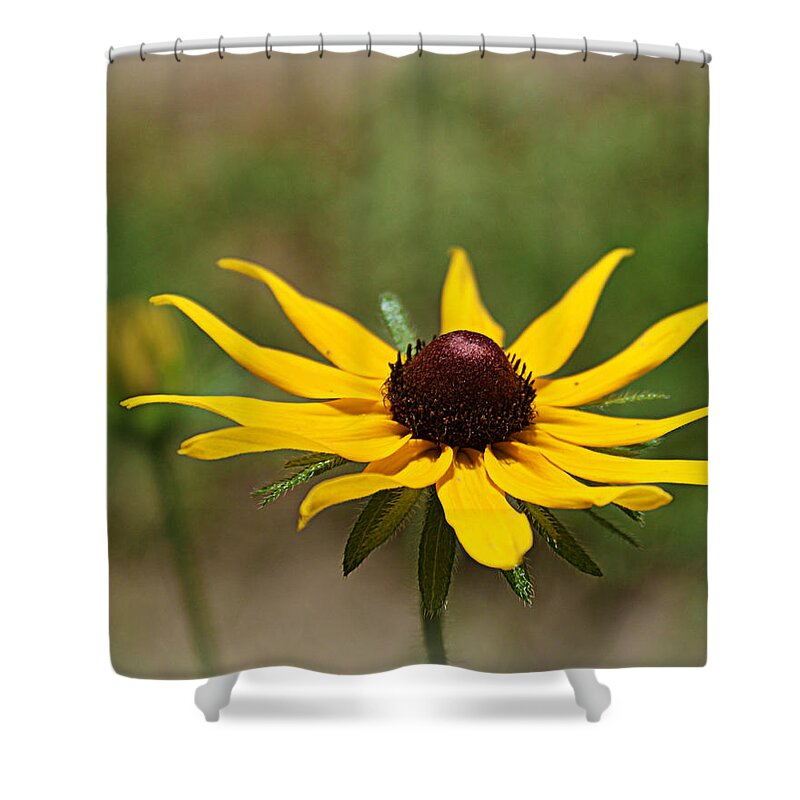 Flower Shower Curtain featuring the photograph Sun Worshiper by Cricket Hackmann