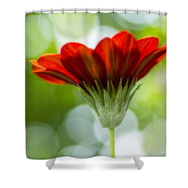 Gazania Shower Curtain featuring the photograph Suncatcher by Marina Kojukhova