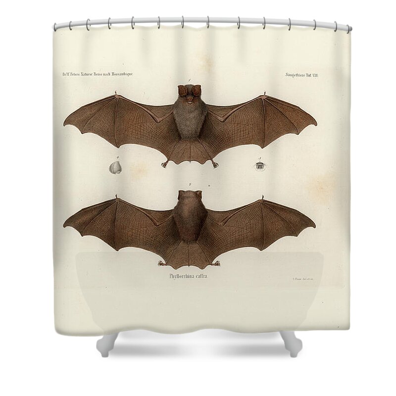  Shower Curtain featuring the drawing Sundevall's Roundleaf Bat, Hipposideros caffer by C H Haas