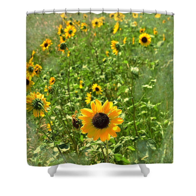 Sunflower Shower Curtain featuring the photograph Sunflower 183 by Kae Cheatham
