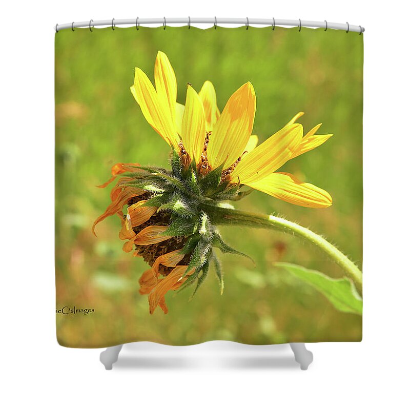 Sunflower Shower Curtain featuring the photograph Sunflower 184 Double Bloom by Kae Cheatham