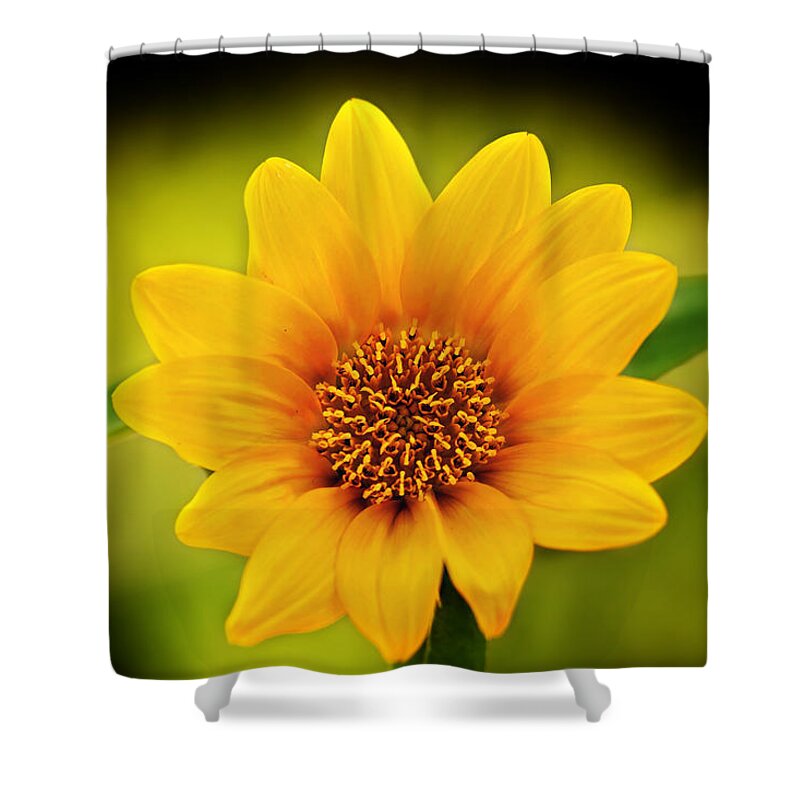 Sunflower Print Shower Curtain featuring the photograph Sunflower Baby Print by Gwen Gibson