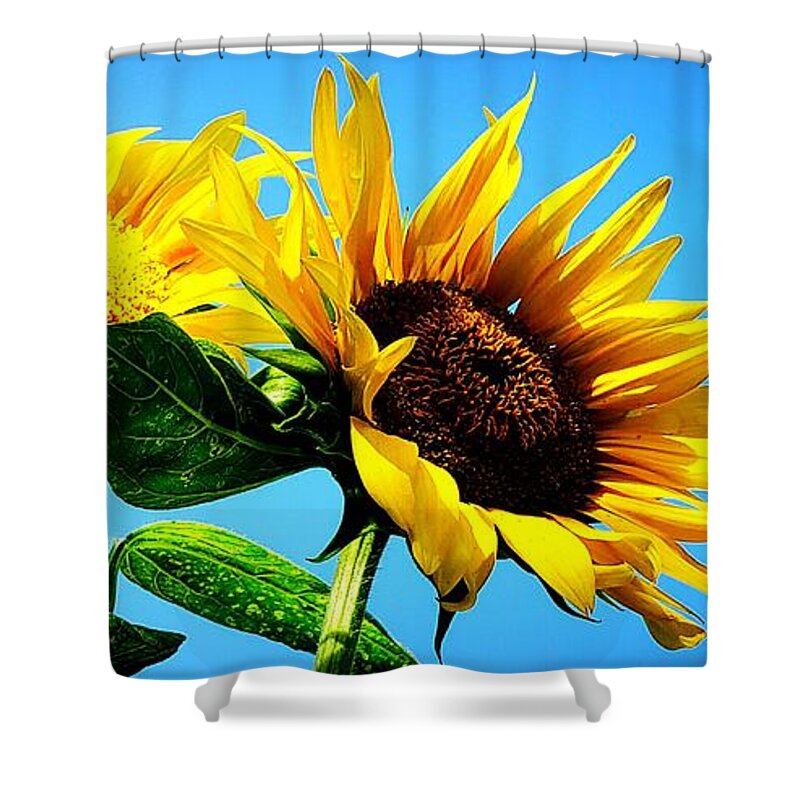 Floral Shower Curtain featuring the photograph Sunflower Duo by Alexis King-Glandon