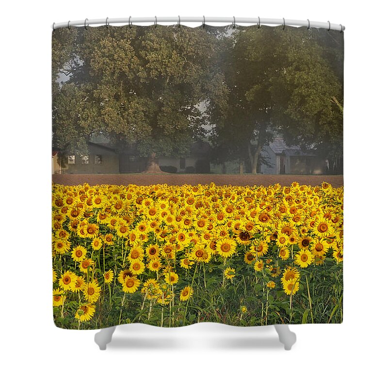 Sunflowers Shower Curtain featuring the photograph Sunflower Fields by Paula Ponath