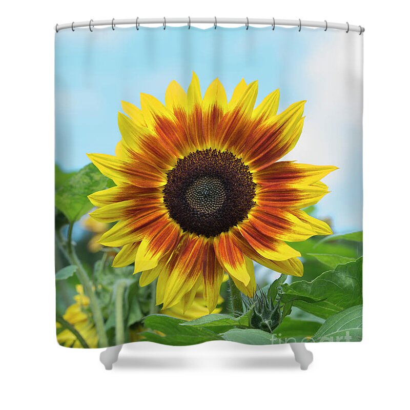 Sunflower Harlequin Shower Curtain featuring the photograph Sunflower Harlequin by Tim Gainey