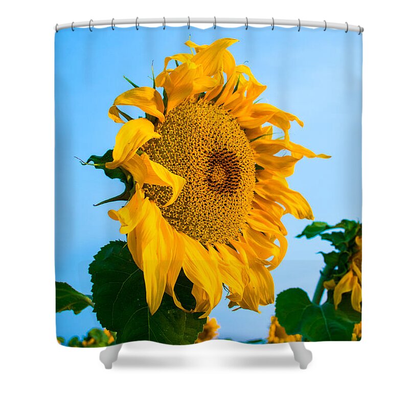 Sunrise Shower Curtain featuring the photograph Sunflower Morning #2 by Mindy Musick King