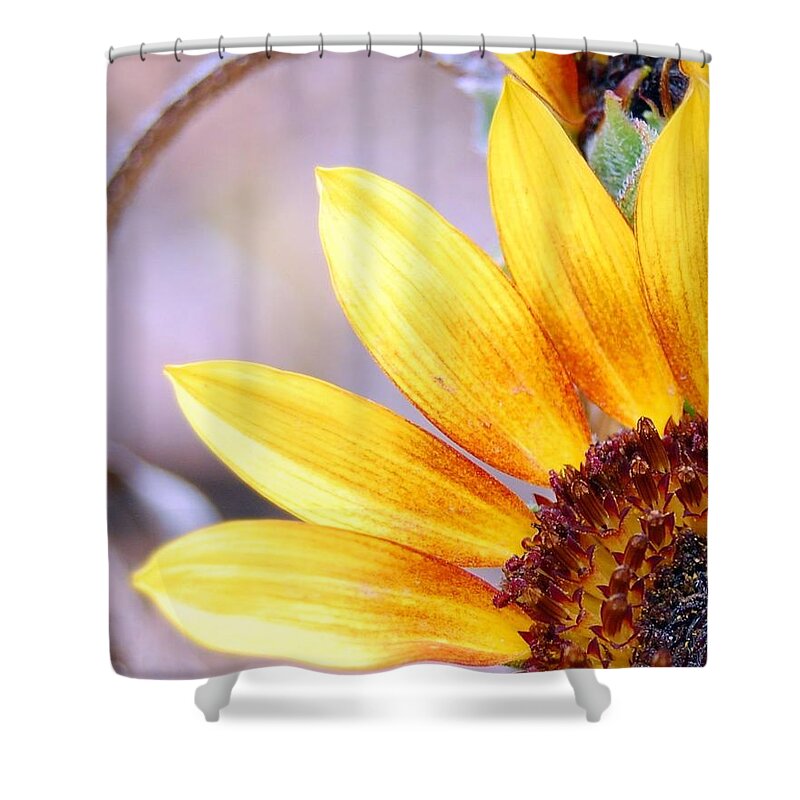 Sunflower Shower Curtain featuring the photograph Sunflower Perspective by Amy Fose