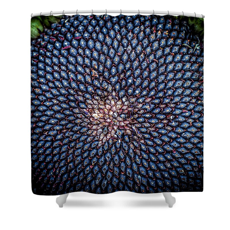 Sunflower Seeds Shower Curtain featuring the photograph Sunflower seeds by Lilia S