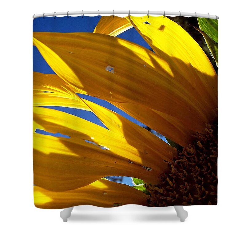 Flowers Shower Curtain featuring the photograph Sunflower Shadows by Harold Zimmer