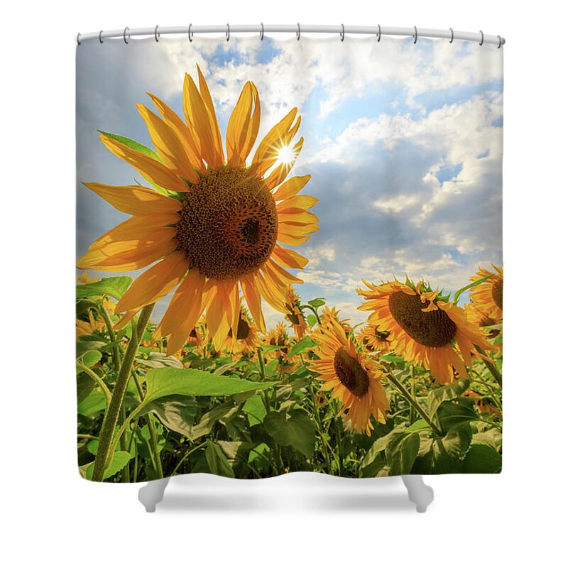 Sunflower Shower Curtain featuring the photograph Sunflower Star by Rob Davies