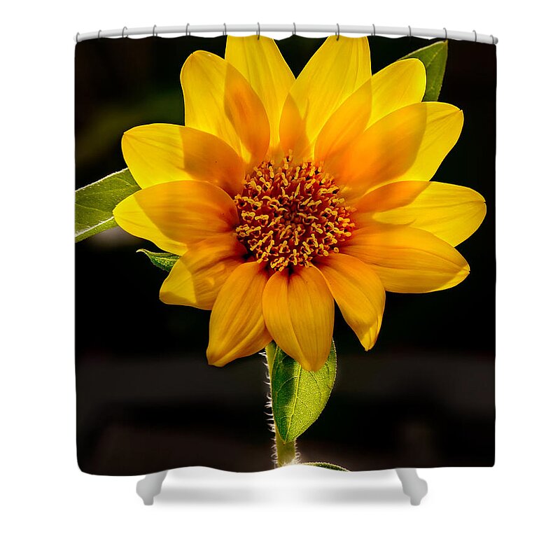 Sunflower Photo Shower Curtain featuring the photograph Sunflower Sunbeam Print by Gwen Gibson
