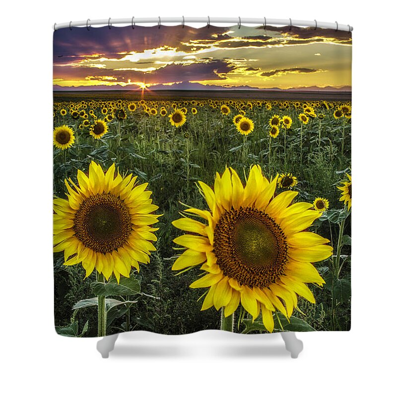 Sunflowers. Sunflower Field Shower Curtain featuring the photograph Sunflower Sunset by Kristal Kraft