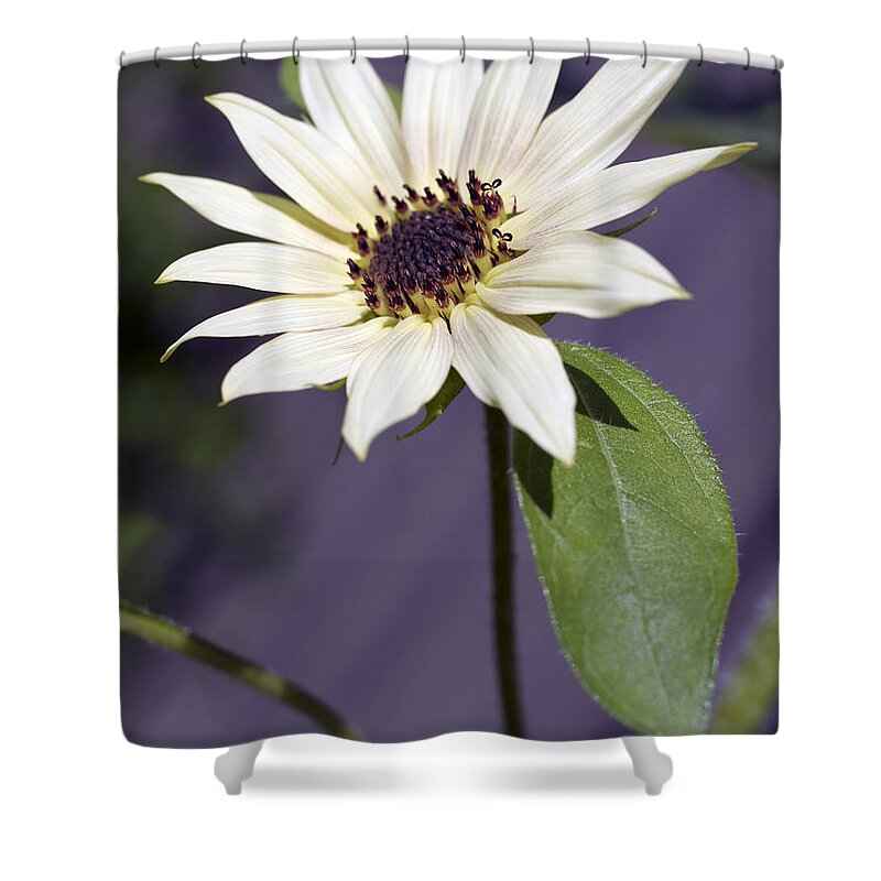 Helianthus Annus Shower Curtain featuring the photograph Sunflower by Tony Cordoza