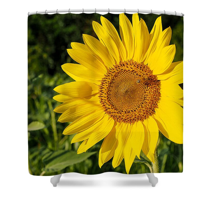 Sunflower Shower Curtain featuring the photograph Sunflower with Bee by Paula Ponath
