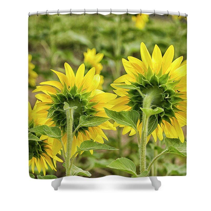Sunflowers Shower Curtain featuring the photograph Sunflowers 3 by Deborah Ritch