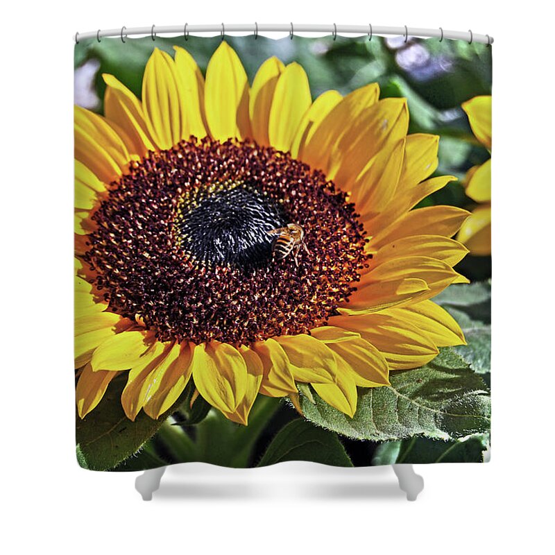 Sao Paulo Shower Curtain featuring the photograph Sunflowers and Honeybee by Carlos Alkmin