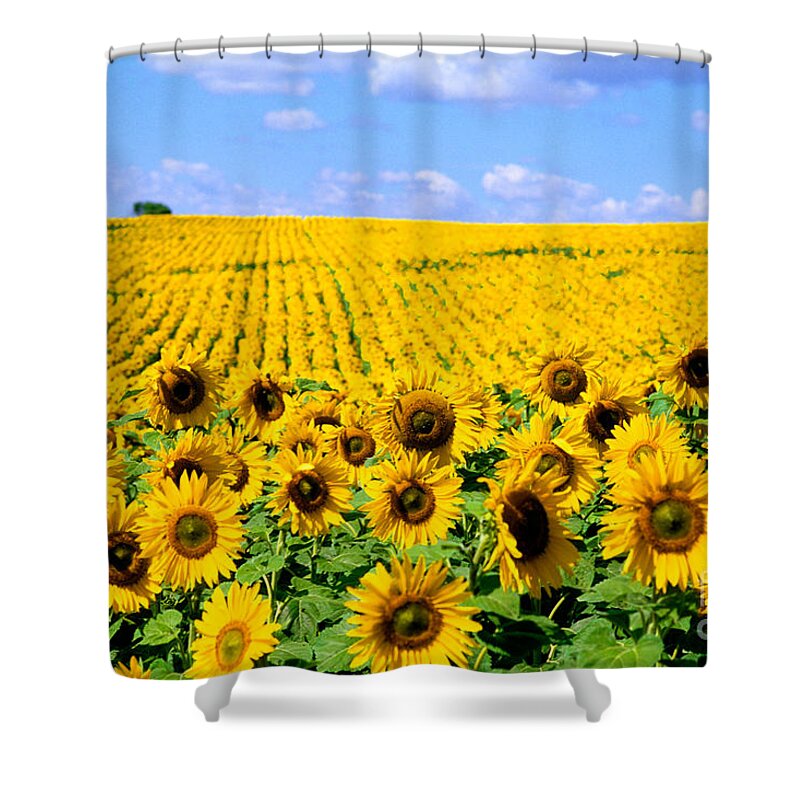 Flower Shower Curtain featuring the photograph Sunflowers by Bill Bachmann and Photo Researchers