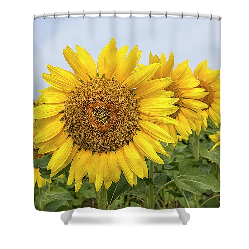 Sunflower Shower Curtain featuring the photograph Sunflowers by Deborah Ritch